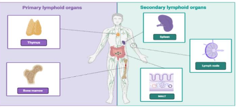 Lymphatic system